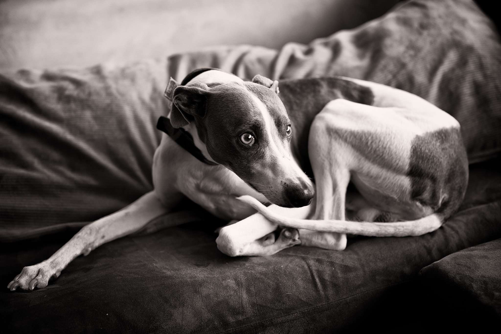 Perro de raza podenco descansando en un sofá, imagen en blanco y negro, amor por las mascotas, relajación, estilo de vida natural.