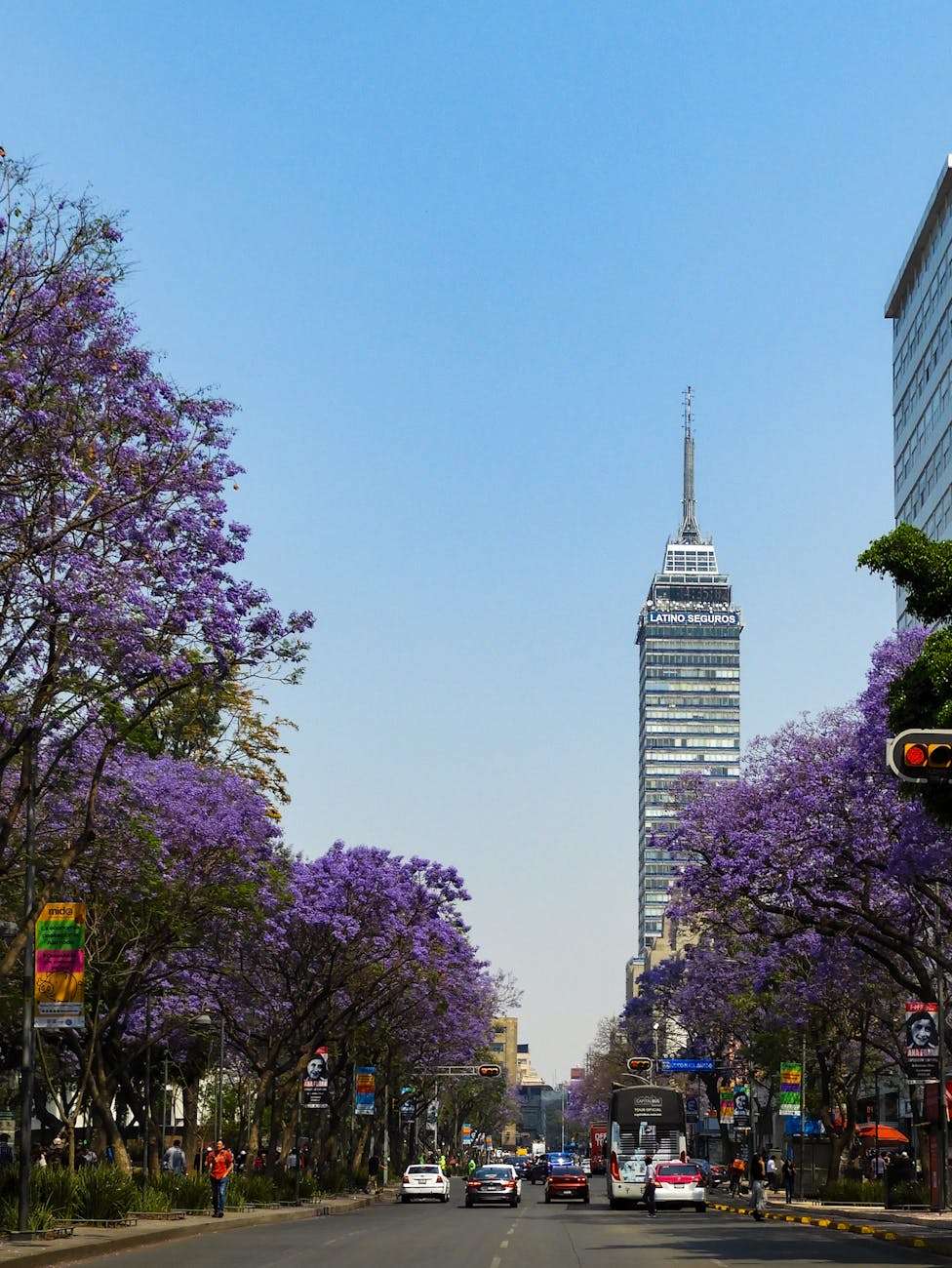 Árboles con flores moradas en la calle con Torre Latinoamericana al fondo.